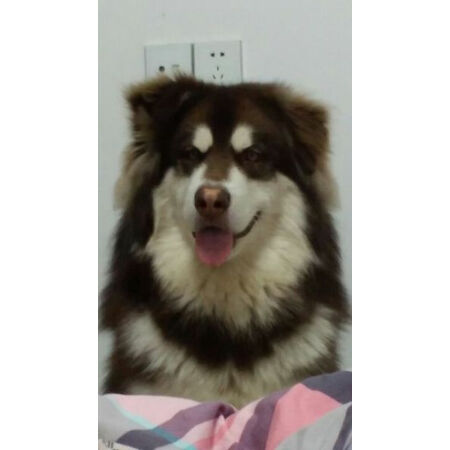 憨憨乐园牵引绳M号真实体验反馈-憨憨乐园牵引绳M号用户使用体验分享_http://www.tuijianxing.com_好物_第1张