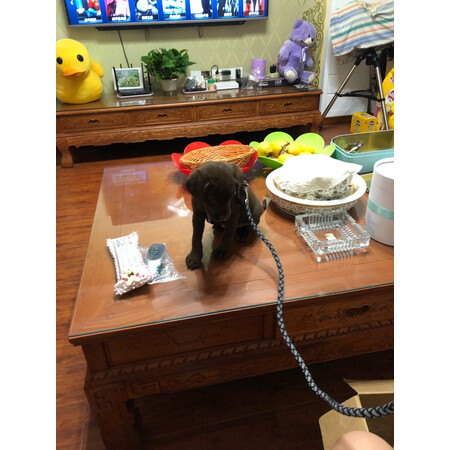 憨憨乐园牵引绳M号真实体验反馈-憨憨乐园牵引绳M号用户使用体验分享_http://www.tuijianxing.com_好物_第11张