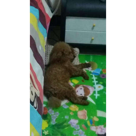 网友体验华元宠具（hoopet）宠物鞋服值不值得买，说说一个月真相分享