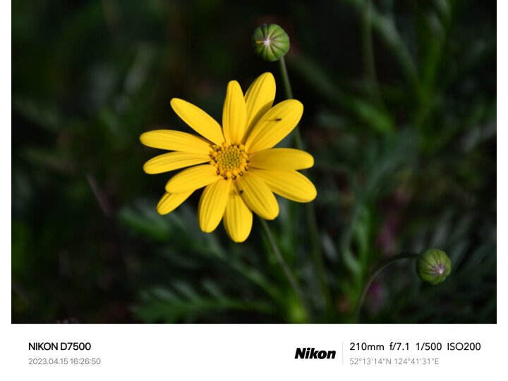 开箱剖析尼康（Nikon）D7500 单反相机为什么爆款？质量内幕评测详解 心得评测 第2张