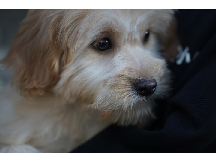 索尼SEL35F18怎么样-索尼SEL35F18真实用户使用评价_http://www.meifudie.com_好物_第8张