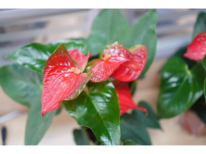 索尼SEL35F18怎么样-索尼SEL35F18真实用户使用评价_http://www.meifudie.com_好物_第13张