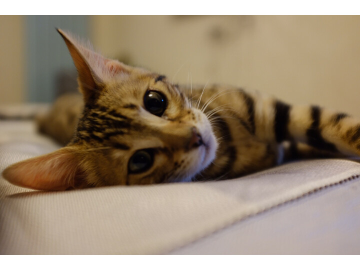 富士x100f和x100t区别哪款好用些-富士x100f和x100t区别哪款更值得入手用些_http://www.itswebtime.com_好物推荐_第11张