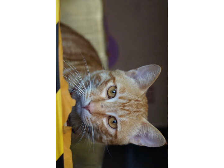 索尼SEL35F18怎么样-索尼SEL35F18真实用户使用评价_http://www.meifudie.com_好物_第9张