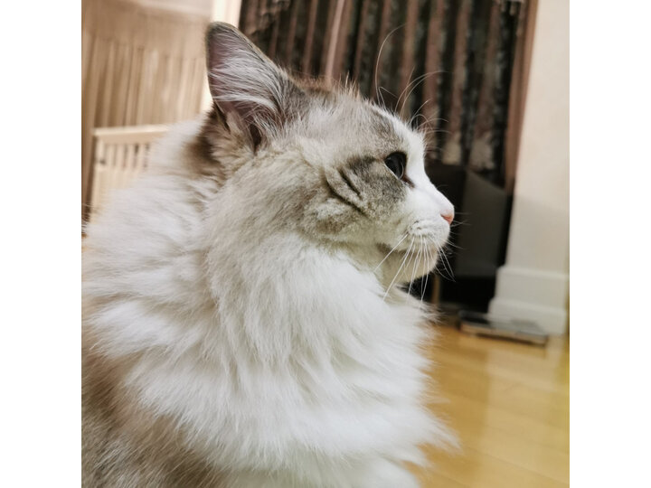 剖析智米CJJSQ01ZM怎么样呢？良心解密评价如何？