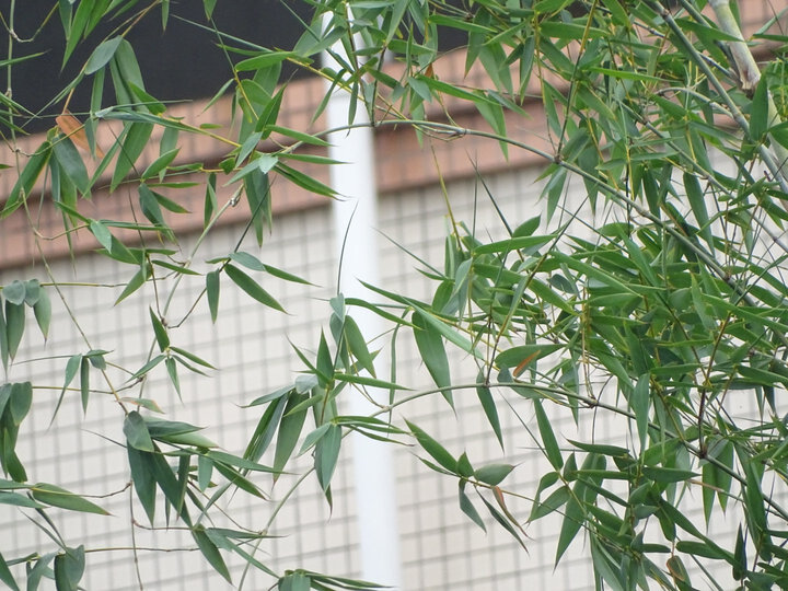 索尼DSC-HX400怎么样-索尼DSC-HX400真实用户评价分享_好物_第15张_美肤蝶 索尼DSC-HX400怎么样-索尼DSC-HX400真实用户评价分享_http://www.meifudie.com_好物_第15张