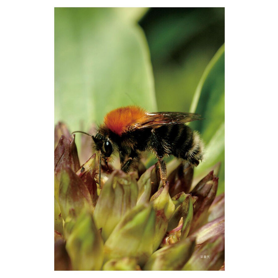 科普读物 生物世界 喜马拉雅蜂的故事  作者简介   匡海鸥,全国知名