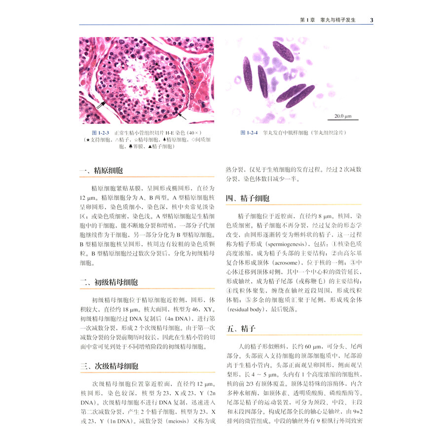 精液脱落细胞学与睾丸组织病理学(第2版)