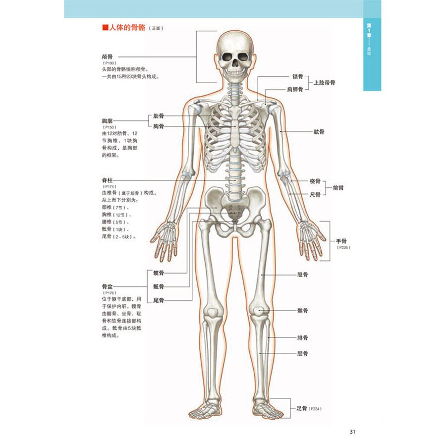 全新3d人体解剖图