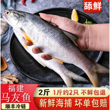 新鲜野外生午鱼马友鱼2斤海鲜水产鲜活午笋鱼冷冻深海鱼现捞竹午鱼