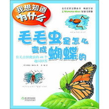 毛毛蟲
