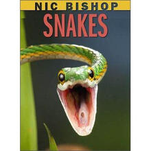 nic