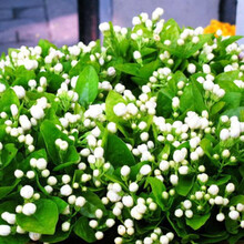 室内植物种子包邮