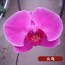 蝴蝶兰花苗室内绿植吊兰君子兰花苗原盆原土发货 火鸟3.