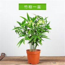 除臭植物