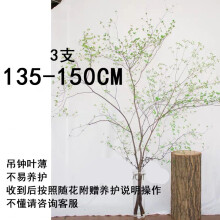 日本马醉木吊钟进口鲜切花枝直批植物居家森林花期长室内花t7 吊钟135