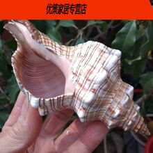 大海螺壳