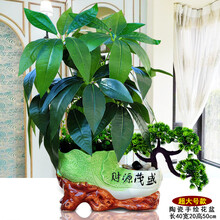 室內(nèi)蔬菜盆栽