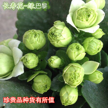 創(chuàng)意玻璃花瓶，讓你愛上家生活