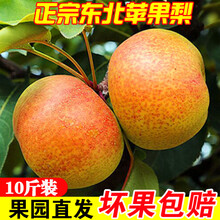 【10斤装】正宗东北苹果梨 延边 东北吉林延吉苹果梨 新鲜大脆梨 脆甜