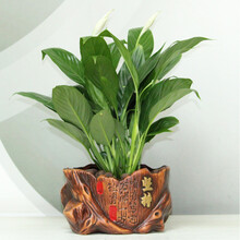 創(chuàng)意植物擺件，讓生活更有情調(diào)