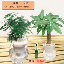 盆栽花卉绿植绿萝发财树水养殖室内植物办公桌面绿植玻璃 绿意【2盆】