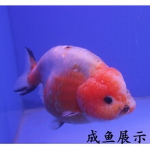 奶牛兰寿金鱼