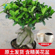 含盆暂无报价0 条评论人参榕造型榕树盆景小叶提根盆栽小苗树迷你创意
