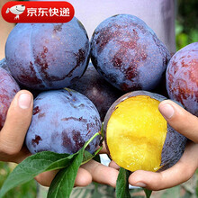 现摘黑布林李