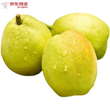 正宗新疆香梨脆甜多汁全母梨新鲜水果当季特级梨子(优选品质 1斤尝鲜