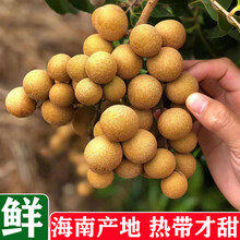 海南新鲜龙眼3斤现摘现发石峡三亚热带水果桂圆香甜 3斤
