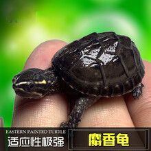 错甲龟 京东