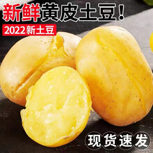 新鲜黄皮大个土豆马黄心铃薯当天现挖5/10斤 带箱9-10斤【精选大果】