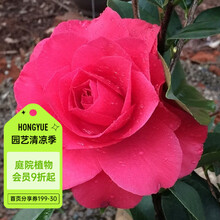 【虹越】2022精品茶花树苗 2年生盆栽嫁接苗 阳台庭院易养花灌木花卉1