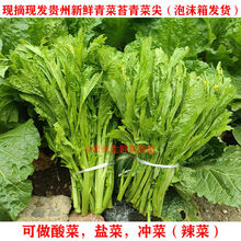 贵州新鲜嫩青菜尖芥菜苦菜苔青菜薹现摘蔬菜可做腌菜泡菜酸菜辣菜 五