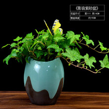 創(chuàng)意植物擺件，讓生活更有情調(diào)