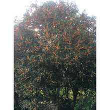 茗老漢紅茶正山小種