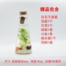 精美玻璃擺件，裝點(diǎn)客廳藝術(shù)感