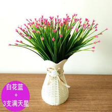 植物盆栽滿天星