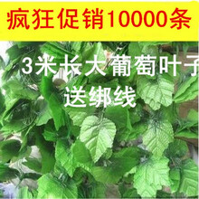 屋頂,屋頂,怎么樣,裝飾,裝飾,樹葉,樹葉