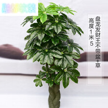 精美落地花瓶，讓你的家煥然一新