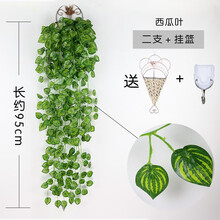西瓜吊蘭