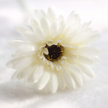 絹花菊花