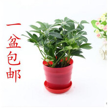 鸭脚木鸭掌木办公室植物盆栽吸尼古丁鹅掌柴七叶莲 鸭脚木(3-4棵 红