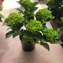 花苗绣球花苗盆栽绣球花无尽夏绣球花苗 庭院阳台种植当年开花 绿宝石