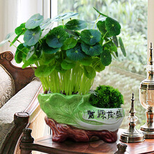 室內(nèi)擺設(shè)盆景