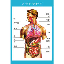 艺术人体油画