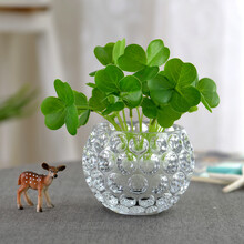 植物銅錢草
