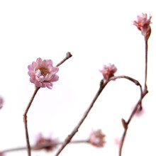 花瓶干枝