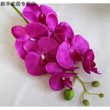 蘭花紫色